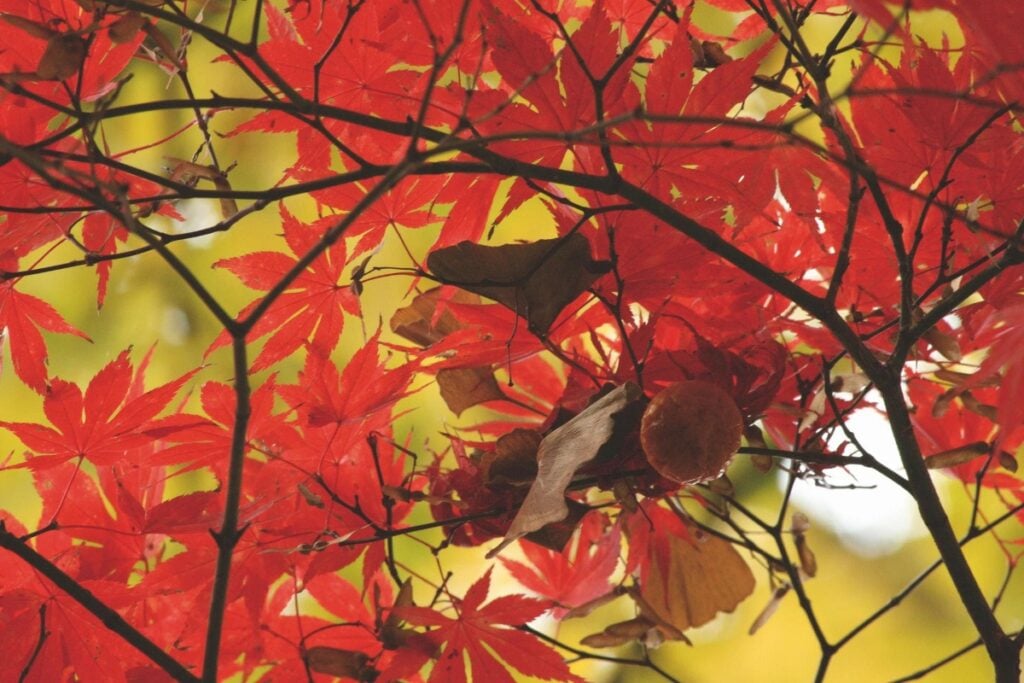 Halloween al Castello di Miradolo