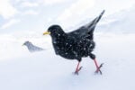 Bird Photographer of the Year