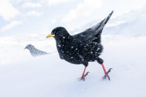 Bird Photographer of the Year