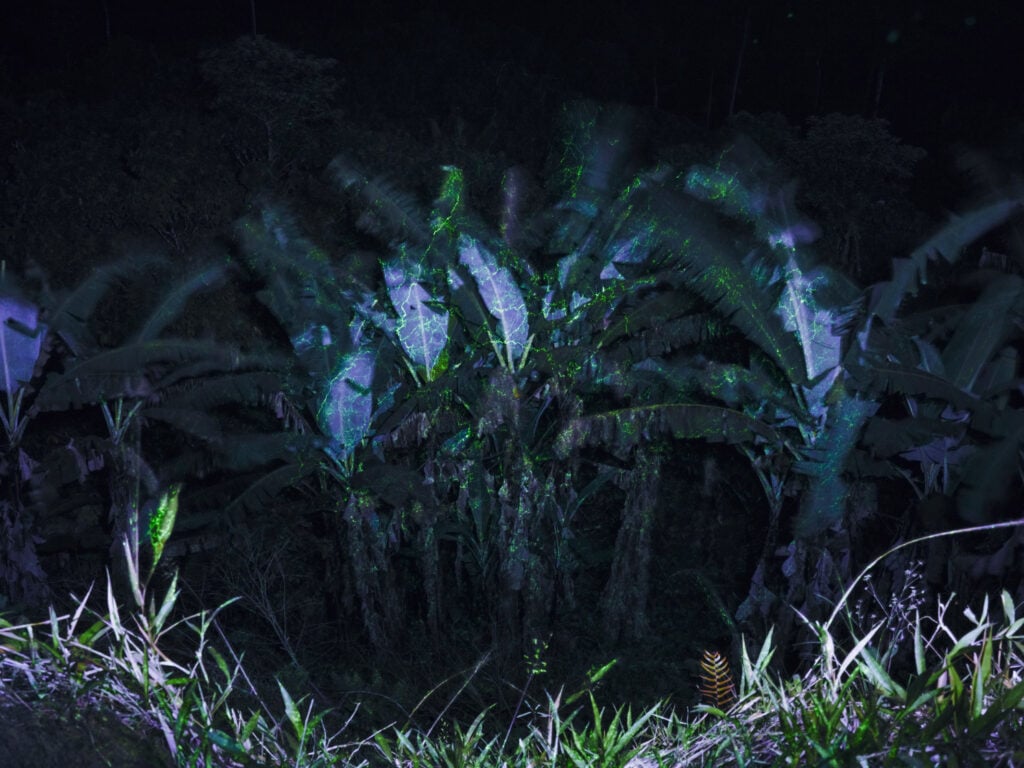 Isadora Romero, Palms at Mache Chindu