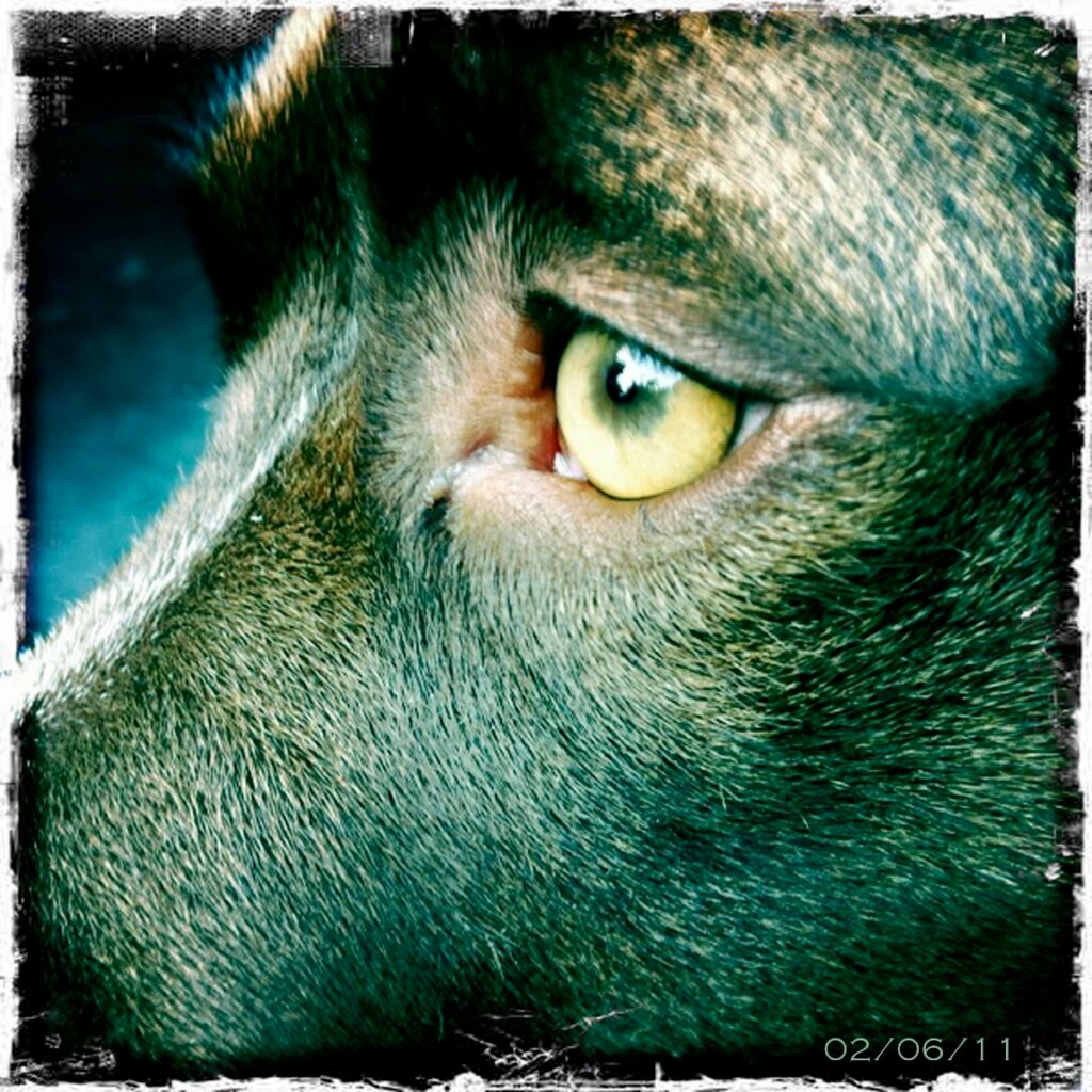 Tullio Deorsola – 365