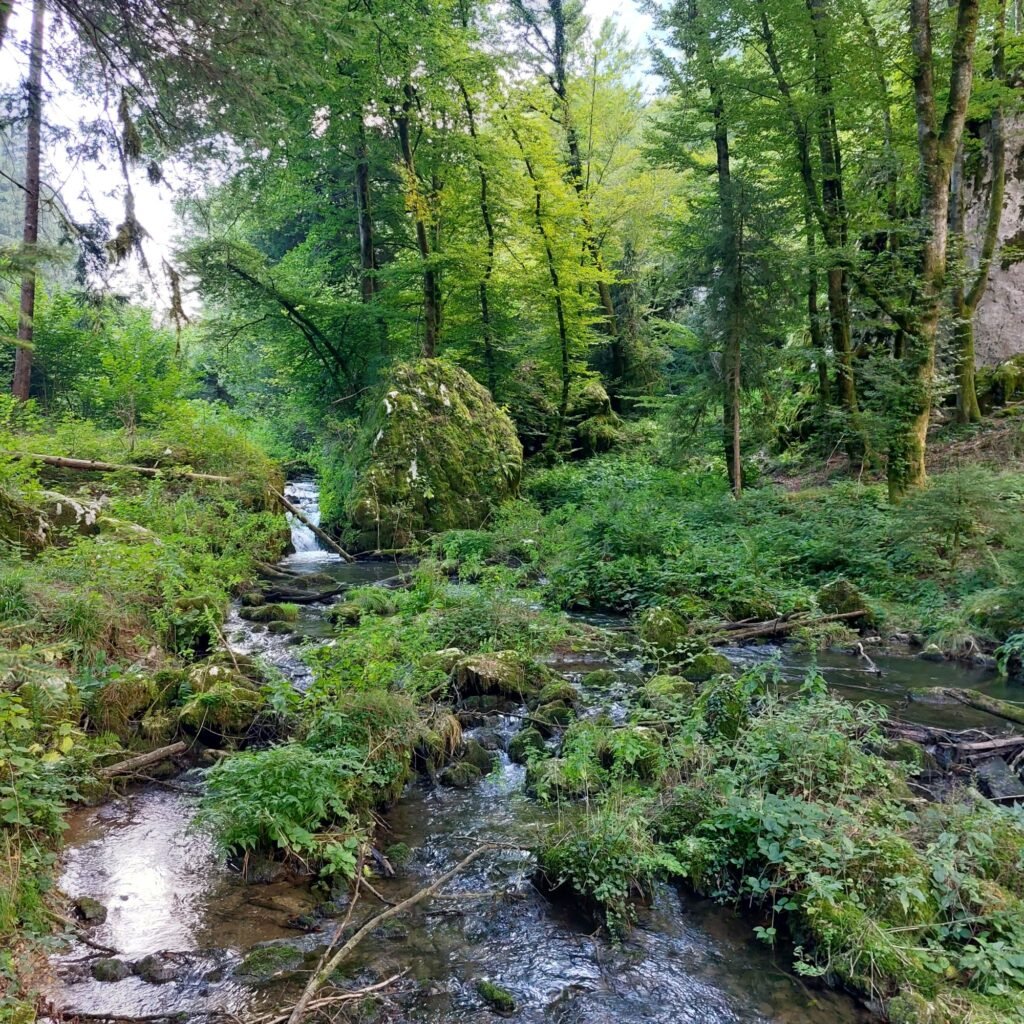 Bosco Lomasona, estate 2025. Ph: Gabriele Mulè 