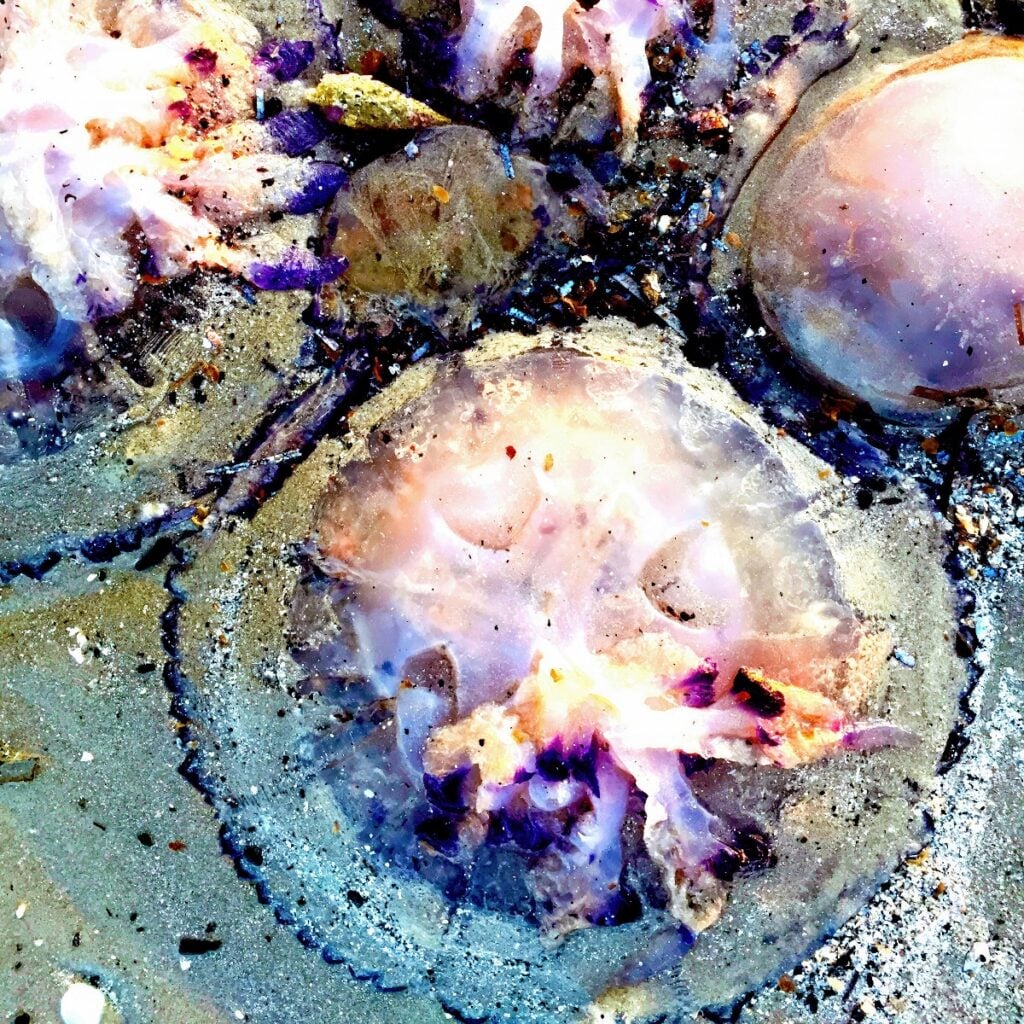 Luigi Viola – Il tempo delle meduse