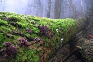 Celina Spelta e Elena Sellerio - Muschio/Moss