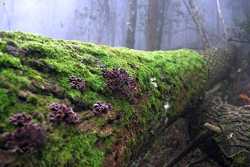 Celina Spelta e Elena Sellerio – Muschio/Moss