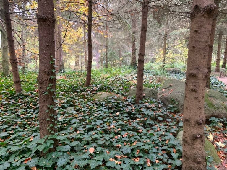 A Venezia un’installazione immersiva ricrea le forme del sottobosco. Le foto
