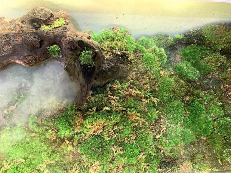 A Venezia un’installazione immersiva ricrea le forme del sottobosco. Le foto