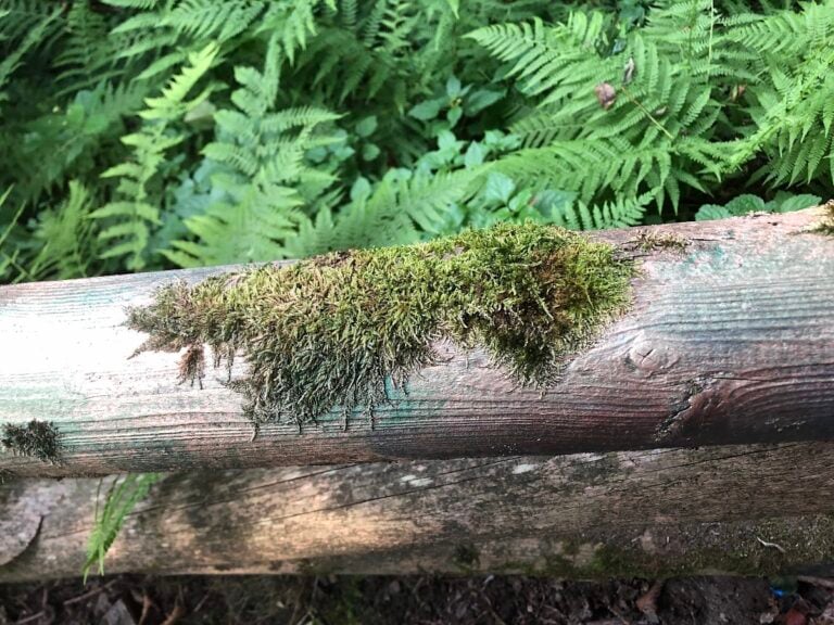 A Venezia un’installazione immersiva ricrea le forme del sottobosco. Le foto