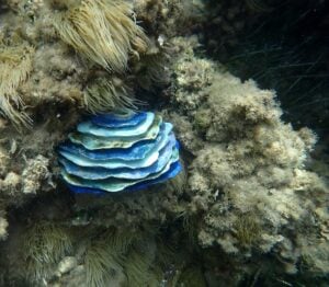 Lise Chevalier & Bololipsum - Éclore