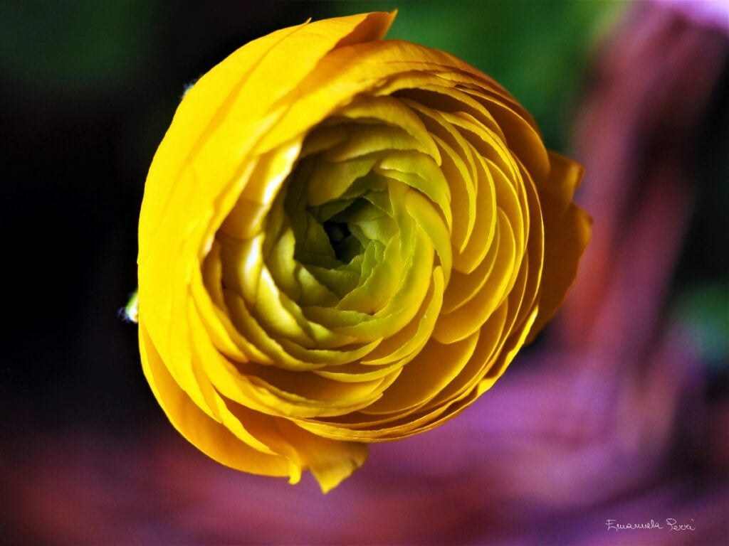 Andrea Fassi ed Emanuela Perri – Tracce: dall’equilibrio naturale al disequilibrio cittadino