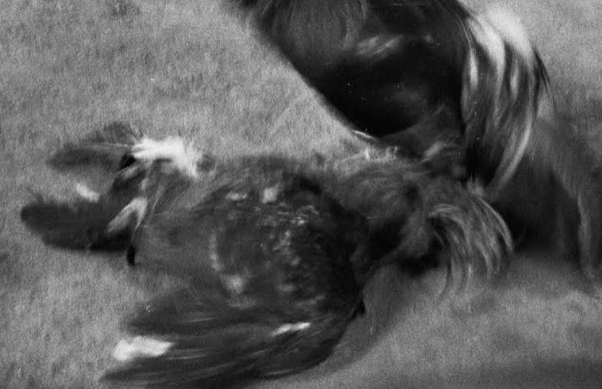 Pietro Fachini – Gallística