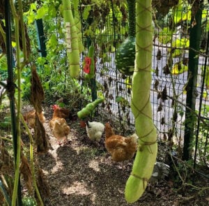 Ivana Adaime Makac - Tight Bonds