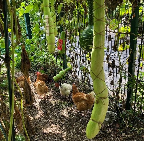 Ivana Adaime Makac – Tight Bonds