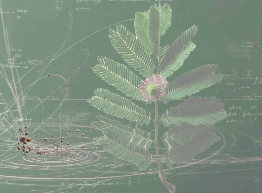 Valentina Vetturi, studio per "Mimosa Pudica", 2025