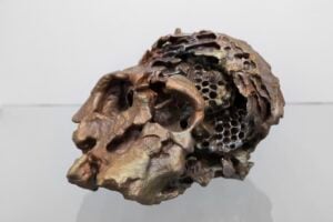 In Plain Sight | Nicolás Lamas