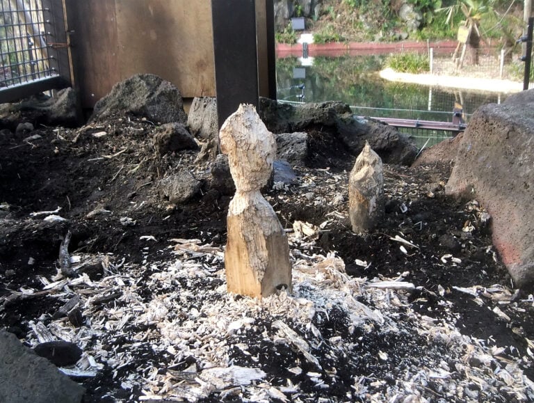 A wood sculpture bitten by the Beaver (Genie, n. 2015). Photo: Naomi Ito