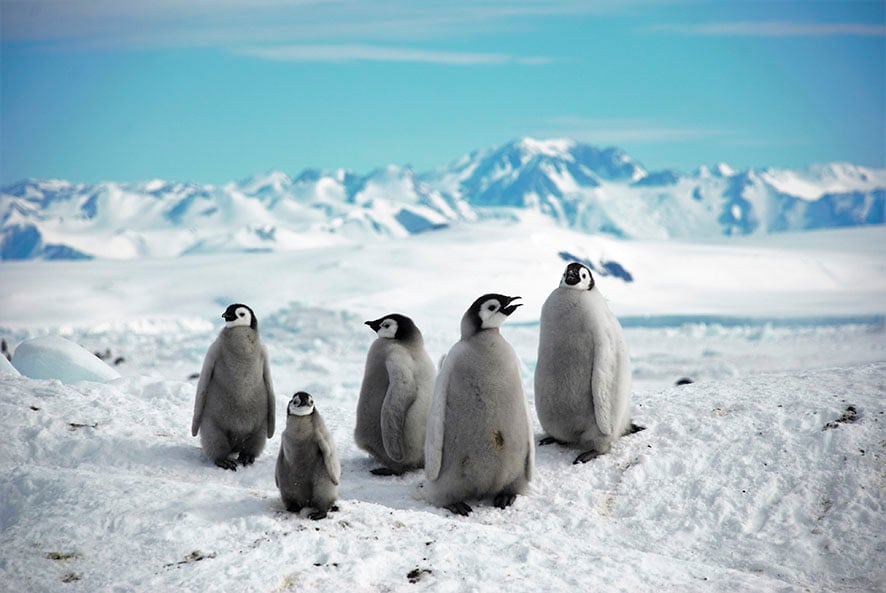 Cuccioli di Pinguino Imperatore. Photo Roberto Danovaro. Courtesy PNRA