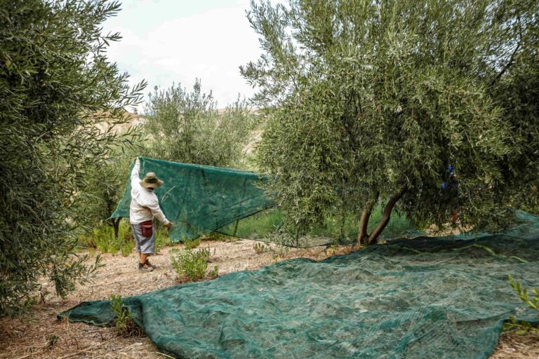 La raccolta delle olive dello storico oleificio Barbera