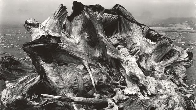 Edward Weston. La materia de las formas, Fundaciòn MAPFRE, Madrid