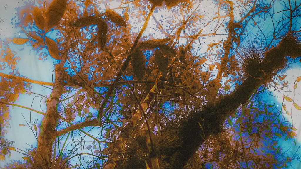 Miami Art Week. MOCA, Diana Eusebio, Field of Dreams