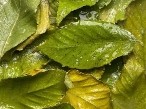 Silvia Cini - Sinantropico