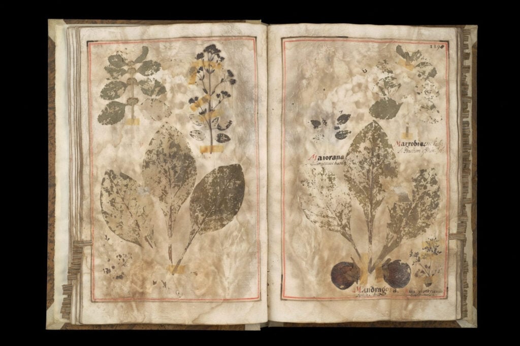 Divérsi fructi, coloriti fiori et herba. Gli erbari di Fra’ Fortunato da Rovigo e Fra’ Giuseppe da Spello