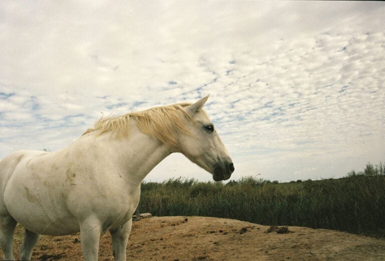 Un&rsquo;alleanza tra scienza e design per i tessuti prodotti con le risorse naturali della Camargue