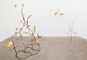 La lingua segreta delle piante secondo l’artista Blanca Gracia in mostra a Roma