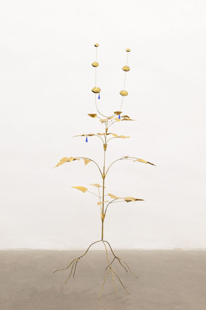 Boquiola, la planta que todo lo ve, 2023