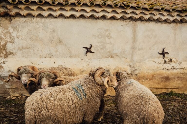 Un&rsquo;alleanza tra scienza e design per i tessuti prodotti con le risorse naturali della Camargue