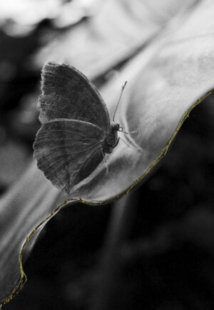 Anna Caterina Masotti - Eden. Il giardino dell’anima