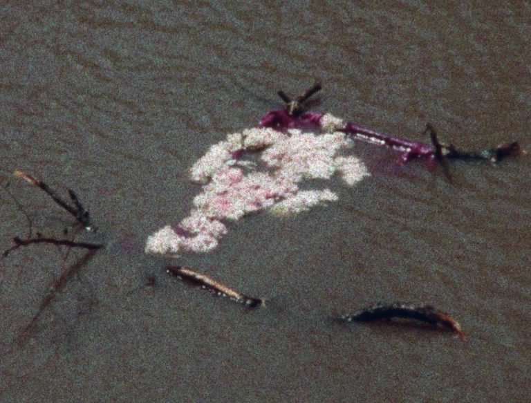 Ana Mendieta – Flower Person Flower Body