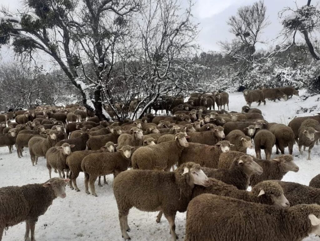 Courtesy AquiLANA - Valeria Gallese