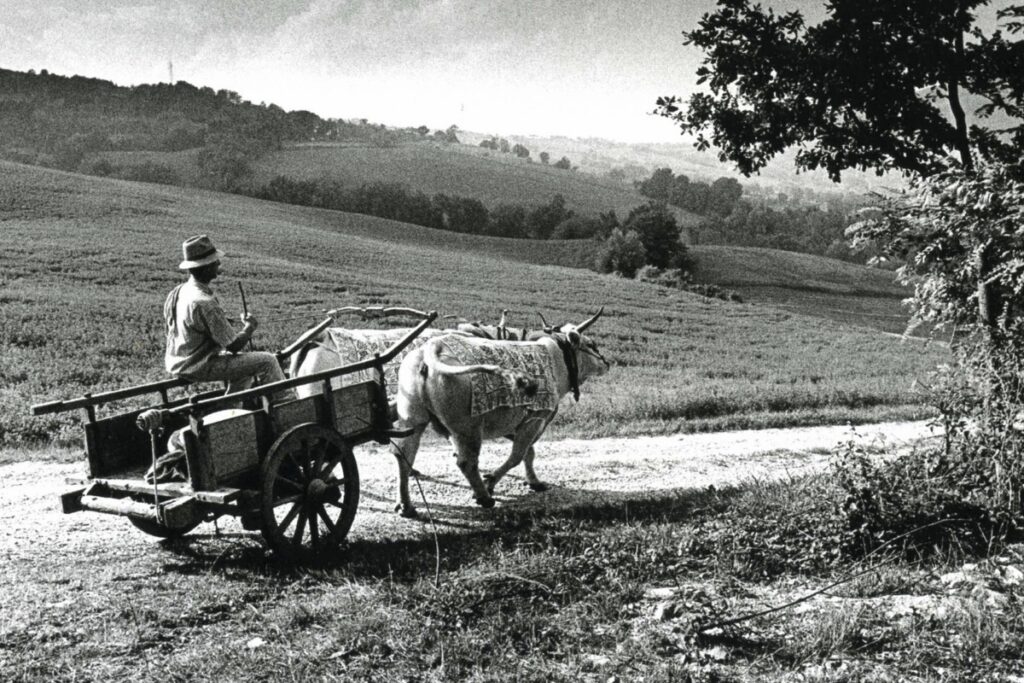 Quando i buoi vestivano a festa. Una tradizione romagnola tra arte e fede