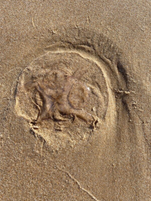 Eva Löfdahl - Counterflow