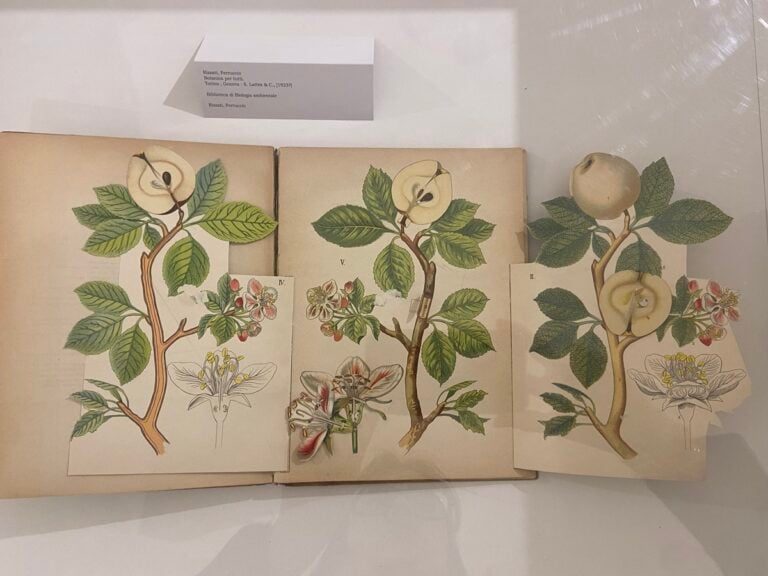 Arti e scienze nei libri interattivi delle collezioni Sapienza, 2026, installation view (MLAC - Museo Laboratorio d&rsquo;Arte Contemporanea, 22 gennaio - 28 febbraio 2026)