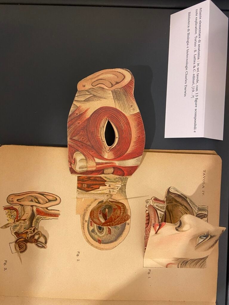 Arti e scienze nei libri interattivi delle collezioni Sapienza, 2026, installation view (MLAC - Museo Laboratorio d&rsquo;Arte Contemporanea, 22 gennaio - 28 febbraio 2026)