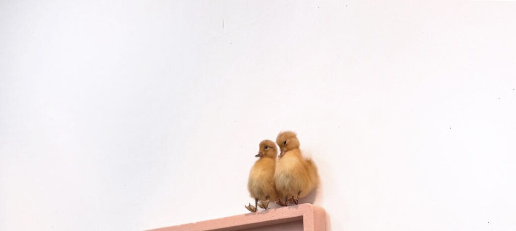 Joe Bartram – Silver Bunny Dummy