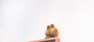 Joe Bartram - Silver Bunny Dummy