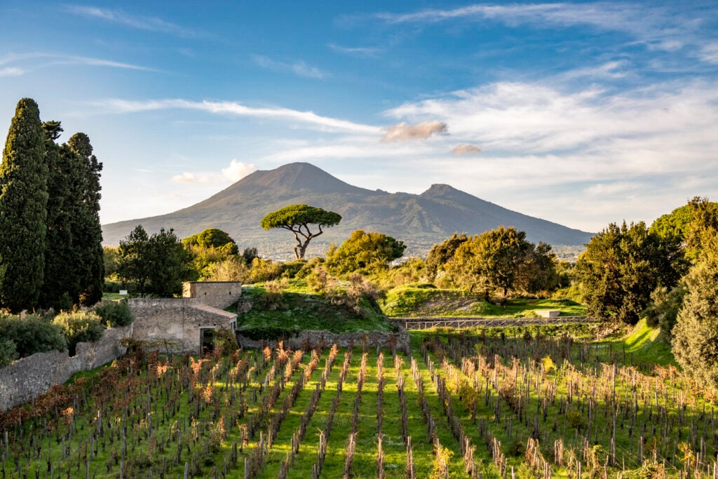Nel Parco Archeologico di Pompei nascerà un vigneto con cantina: produzione di vino con tecniche antiche, ovviamente