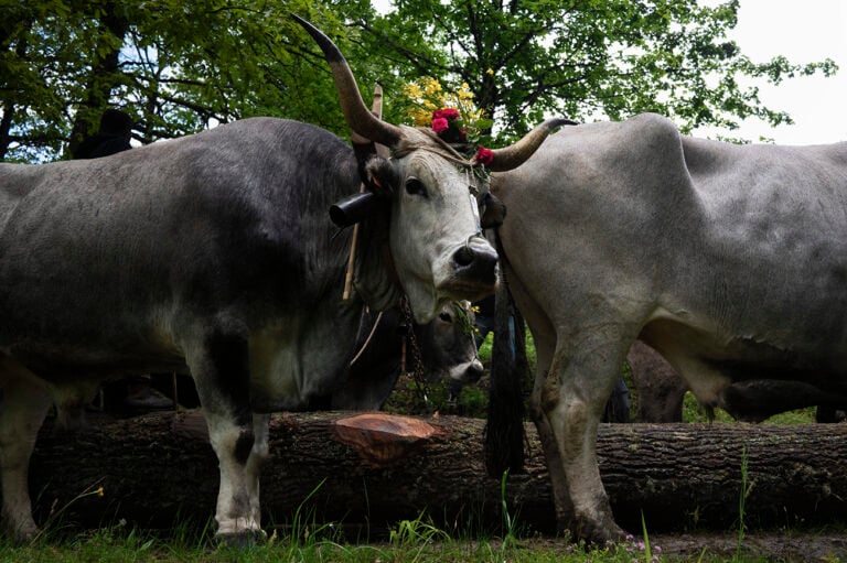 feste Il Maggio, Accettura MT &copy; Archivio ICPI, ph Podavini