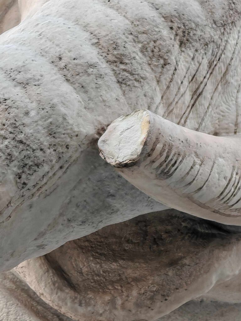 La zanna spezzata dell'Elefantino del Bernini