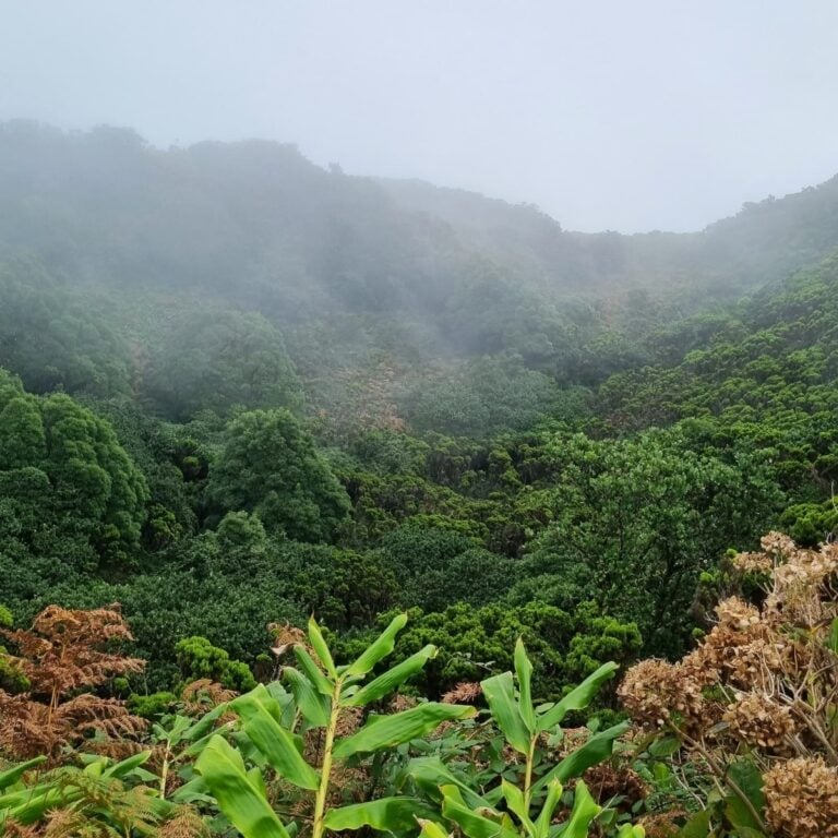 L&rsquo;ultimo lavoro in cassetta del duo formato da un musicista e una scultrice &egrave; nato sulle Azzorre