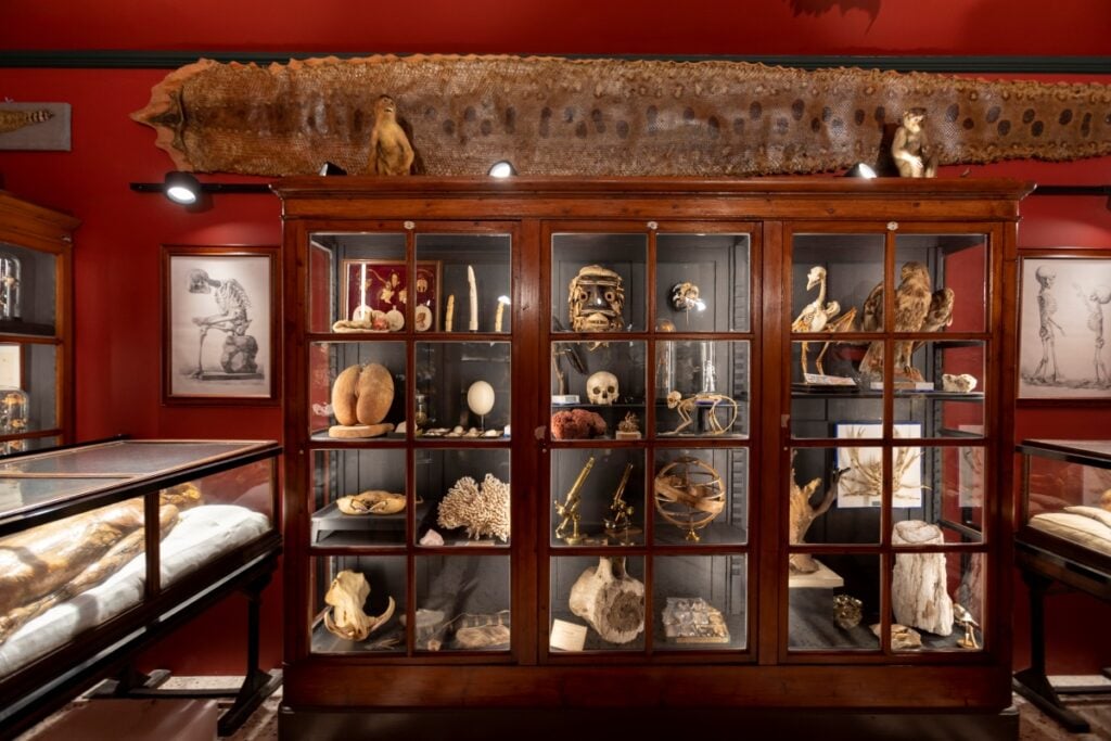 Museo di Storiografia Naturalistica di Parma, Wunderkammer, ph. Nicola Franchini 