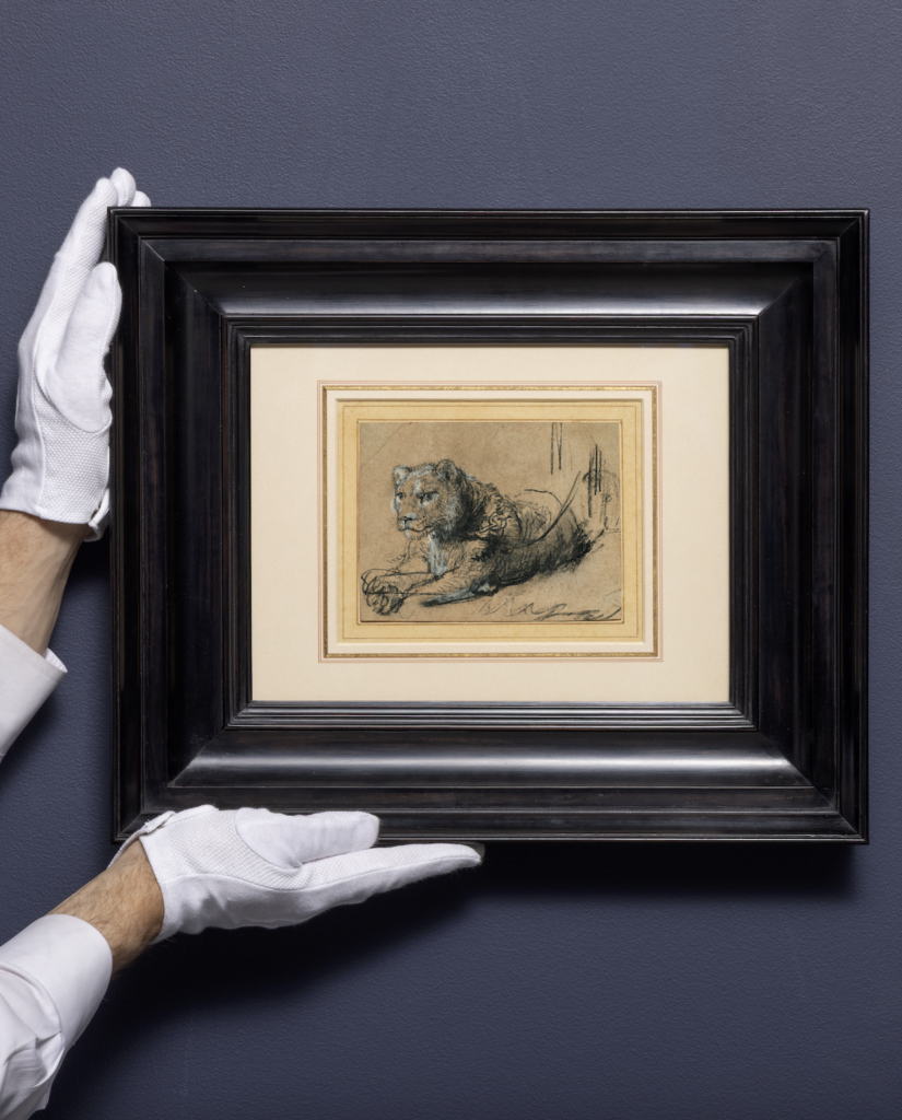 Framed/ Rembrandt Harmensz. van Rijn, Young Lion Resting, ca. 1638–42, Black chalk with white chalk heightening and grey wash on brown laid paper, 115 x 150 mm