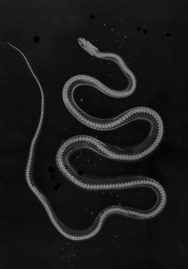 Claudia Corrent – All’ombra simile o a un sogno