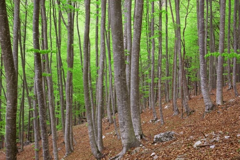 VEG, Val Canzoi, Faggeta Enrico Canal