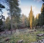 Sandro Scalia - Politij - 2025