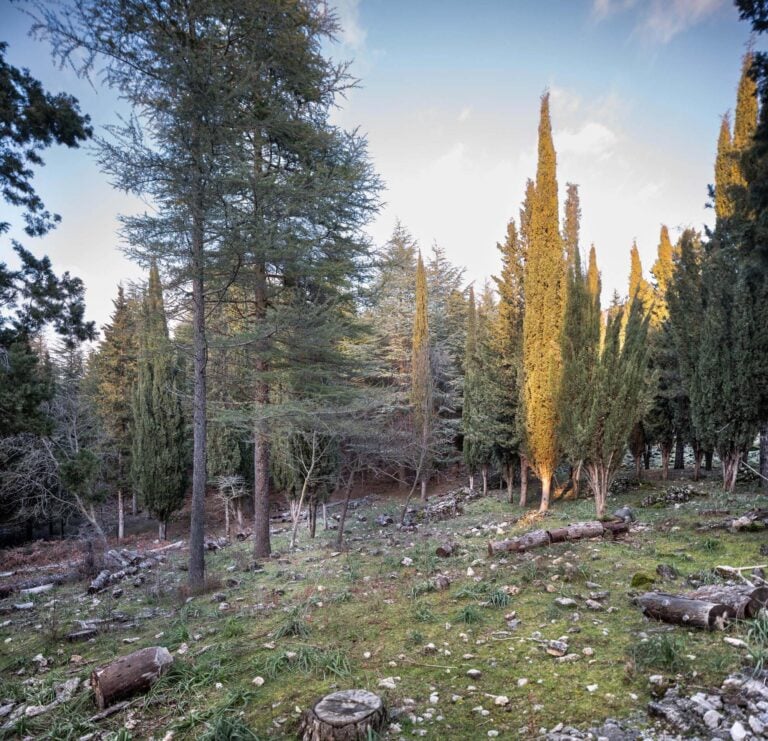 Sandro Scalia - Politij - 2025