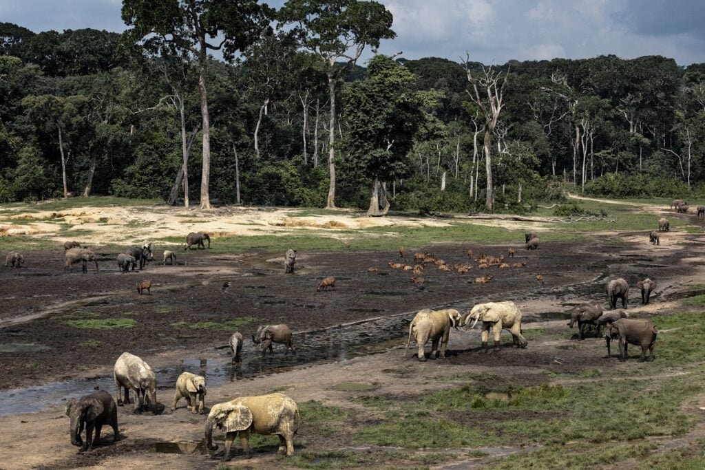 Luca Catalano Gonzaga – Wildlife and Communities Bonds